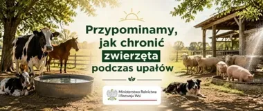 Upał zagraża zwierzętom. Woda i cień mogą ratować życie